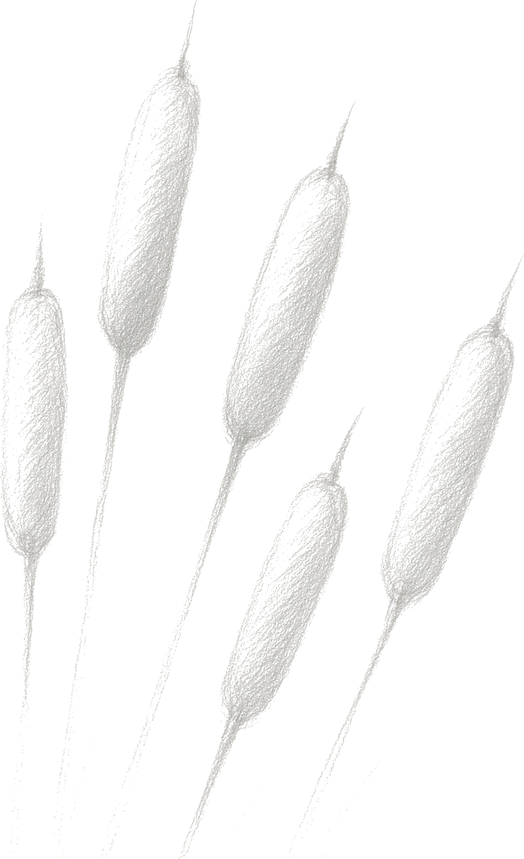 Image is not available